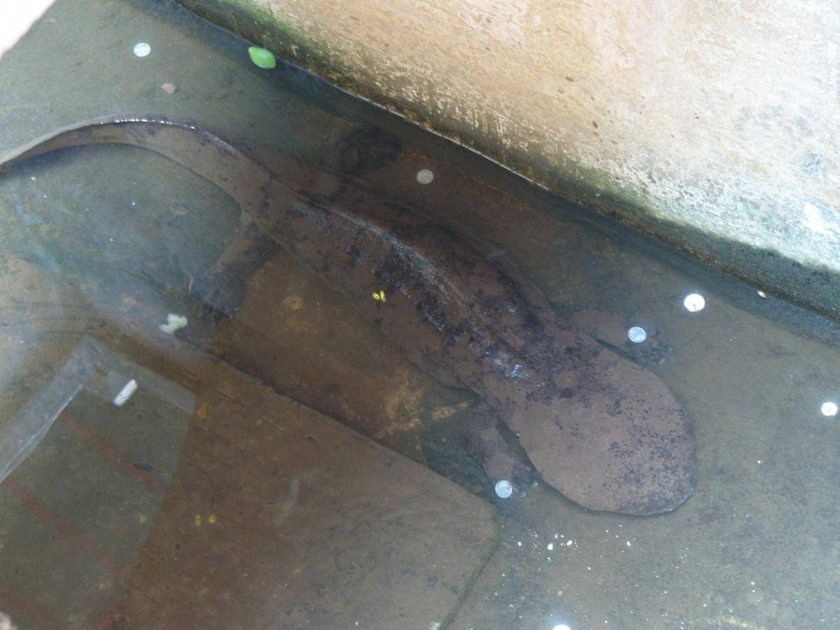 Salamander raksasa china