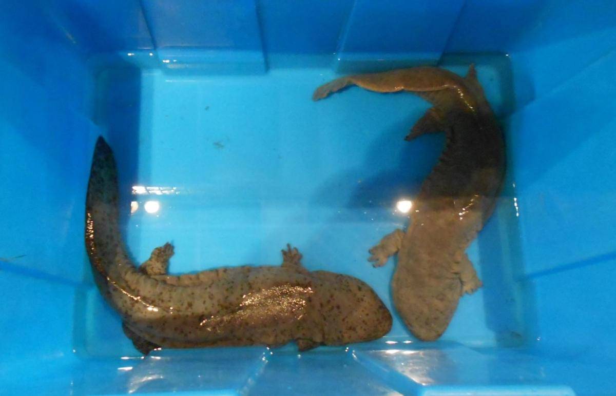 Salamander raksasa china