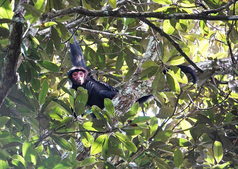 Monyet laba-laba muka merah tinggal di hutan hujan tropis dengan pohon yang tinggi.