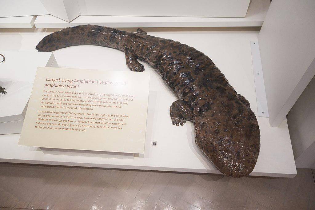 Salamander raksasa china