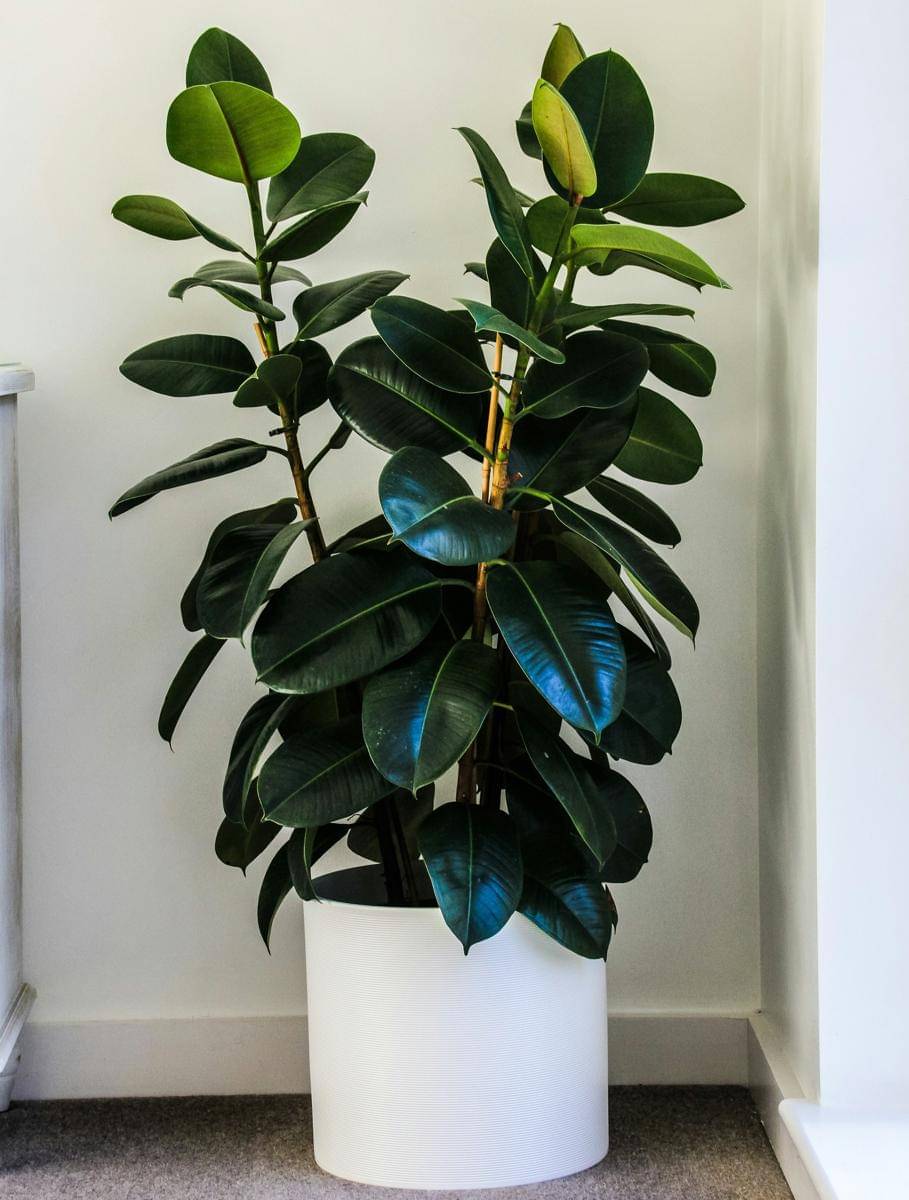 ficus elastica