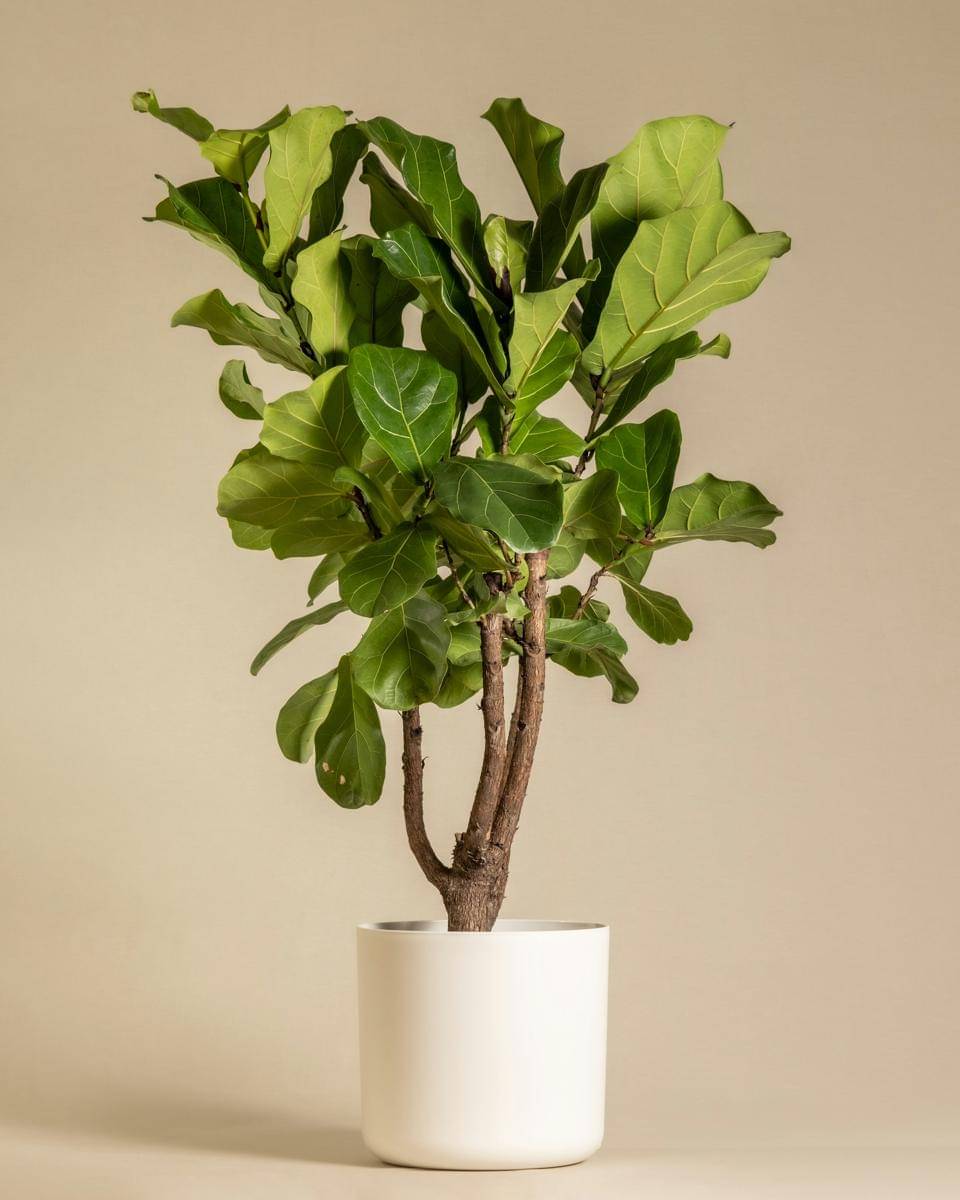 ilustrasi fiddle leaf fig