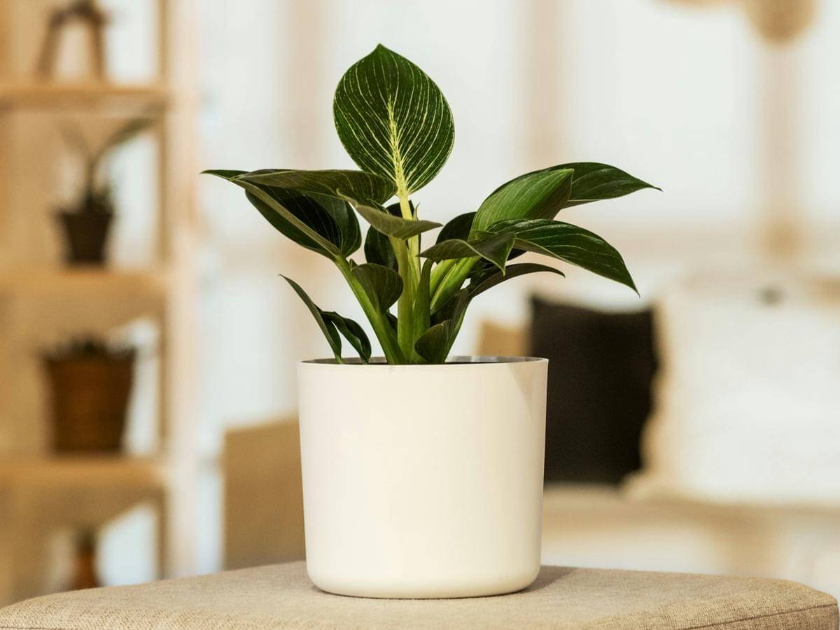 Philodendron birkin