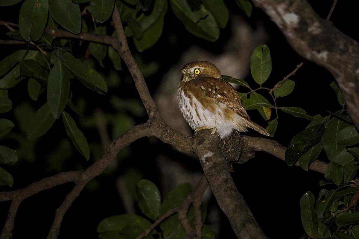 burung hantu kerdil ferruginous
