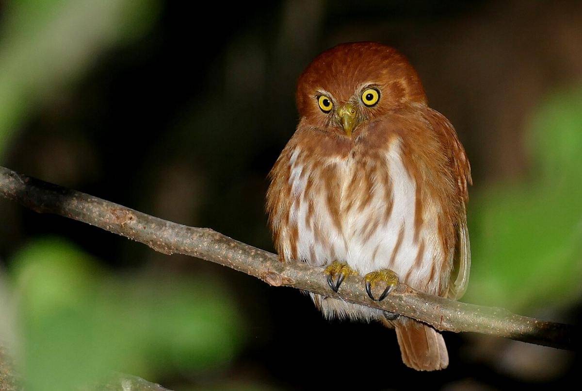 burung hantu kerdil ferruginous