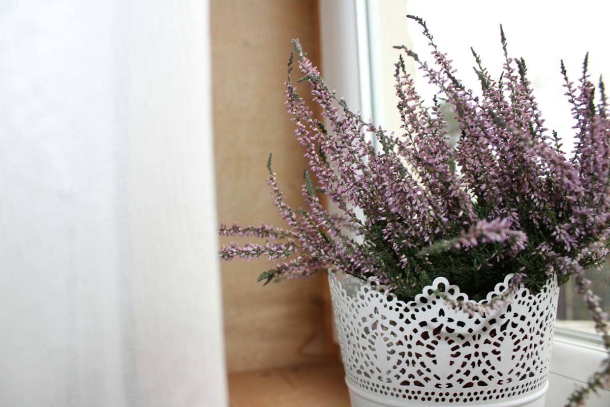 ilustrasi Lavandula angustifolia