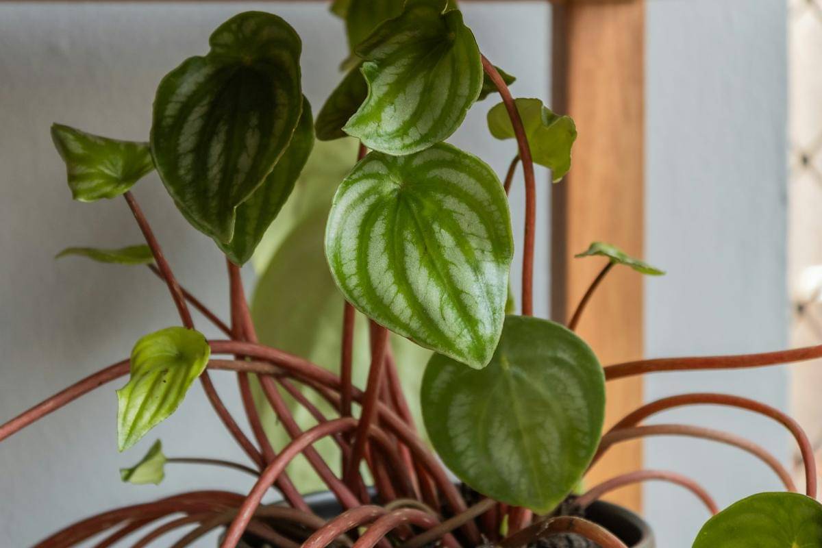 ilustrasi Pilea peperomioides