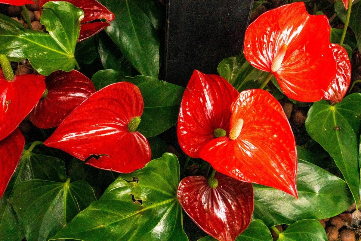 Tanaman anthurium