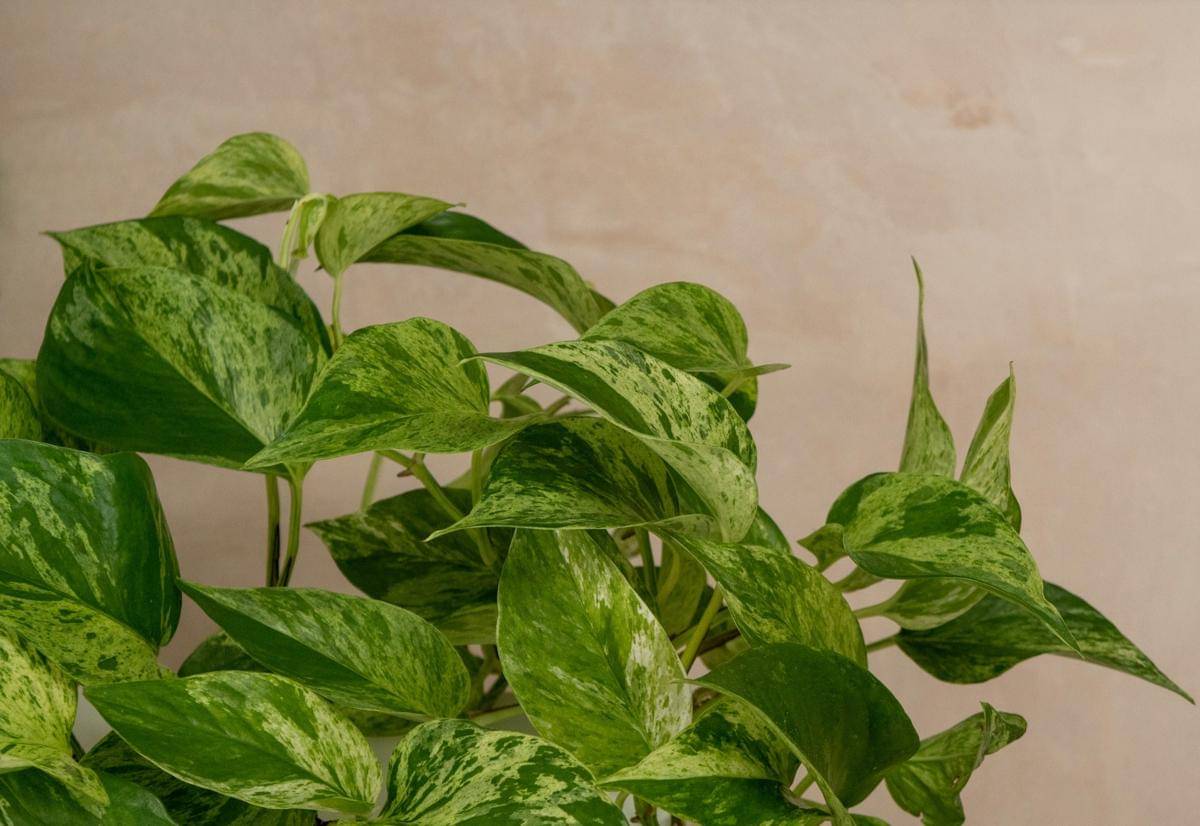 Tanaman pothos marble quee