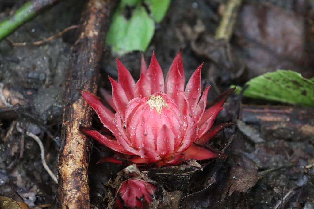 5 Fakta Thonningia Sanguinea, si Bunga Api dari Tanah Afrika
