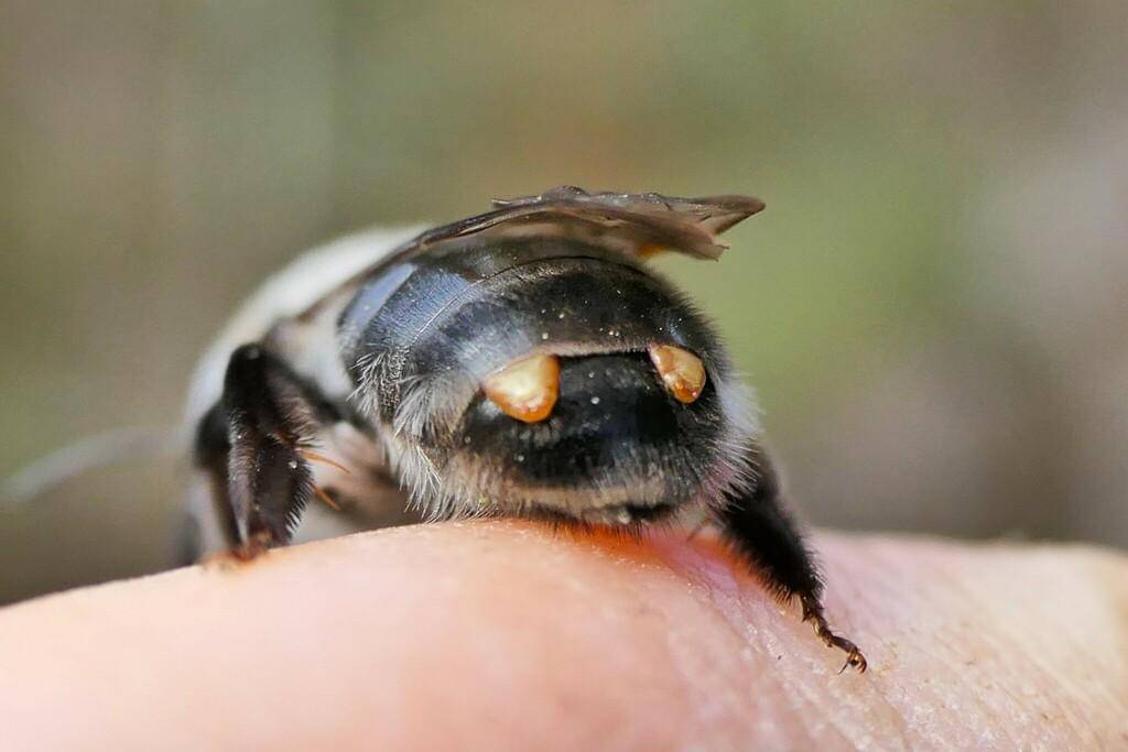 Stylops melittae