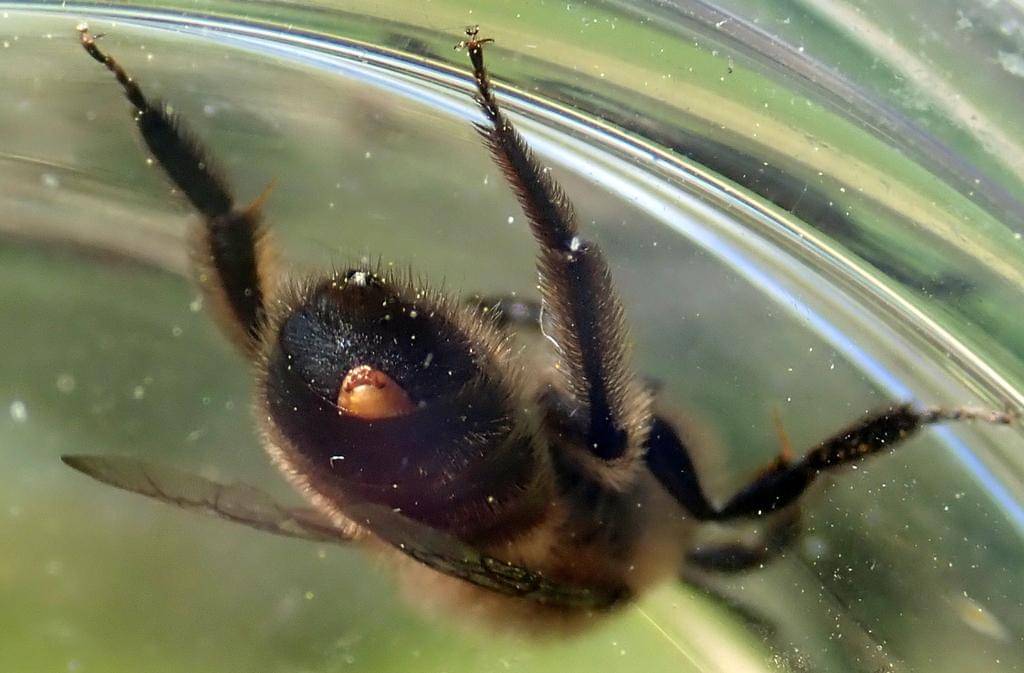 Stylops melittae