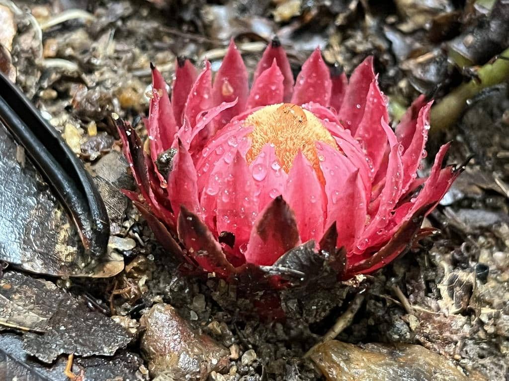 Thonningia sanguinea