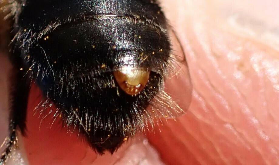Stylops melittae