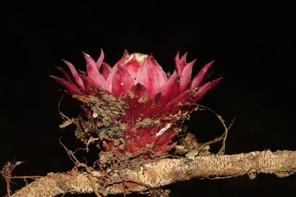 Thonningia sanguinea