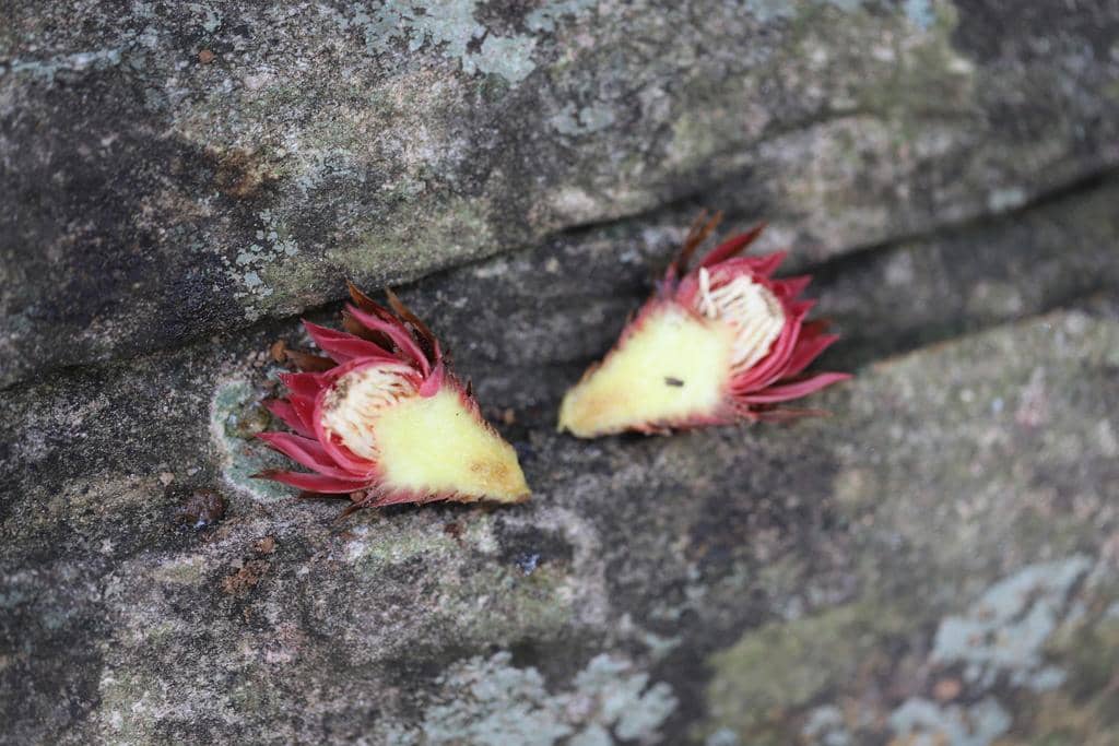 Thonningia sanguinea
