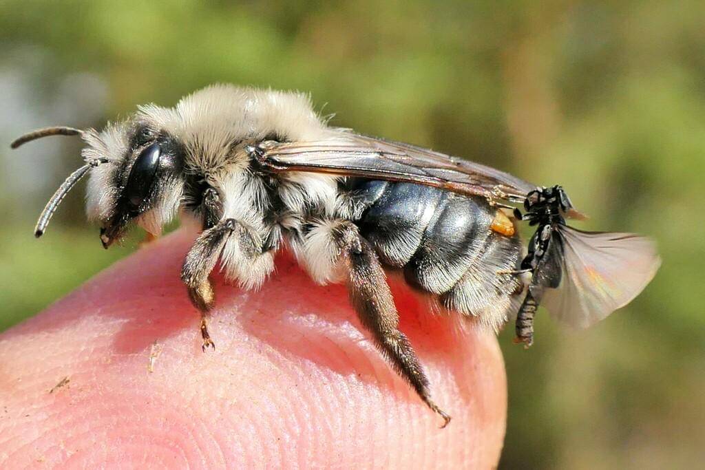 Stylops melittae