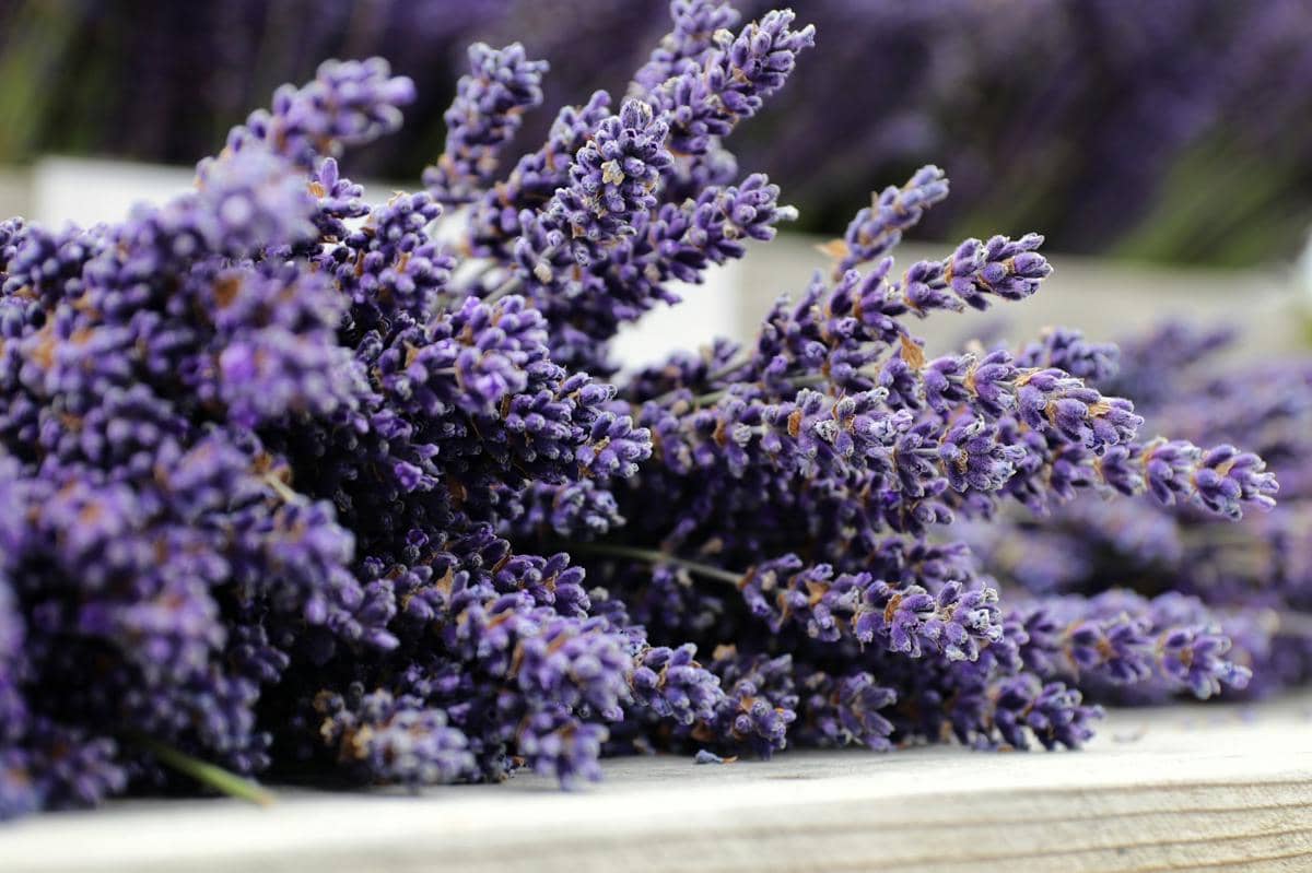 ilustrasi bunga lavender