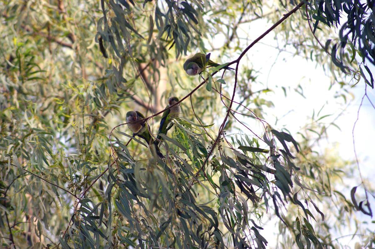 Potret Quaker parrot di ranting pohon