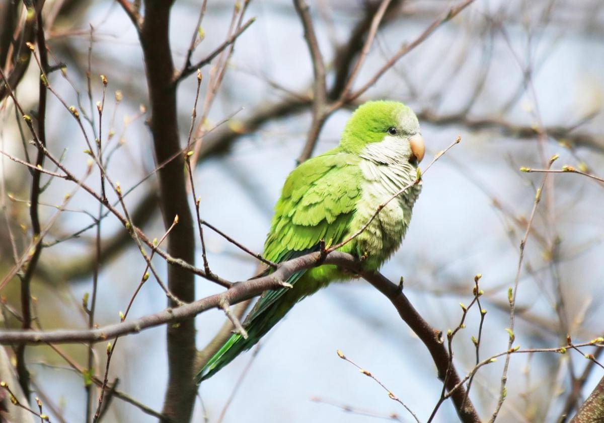 Potret Quaker parrot