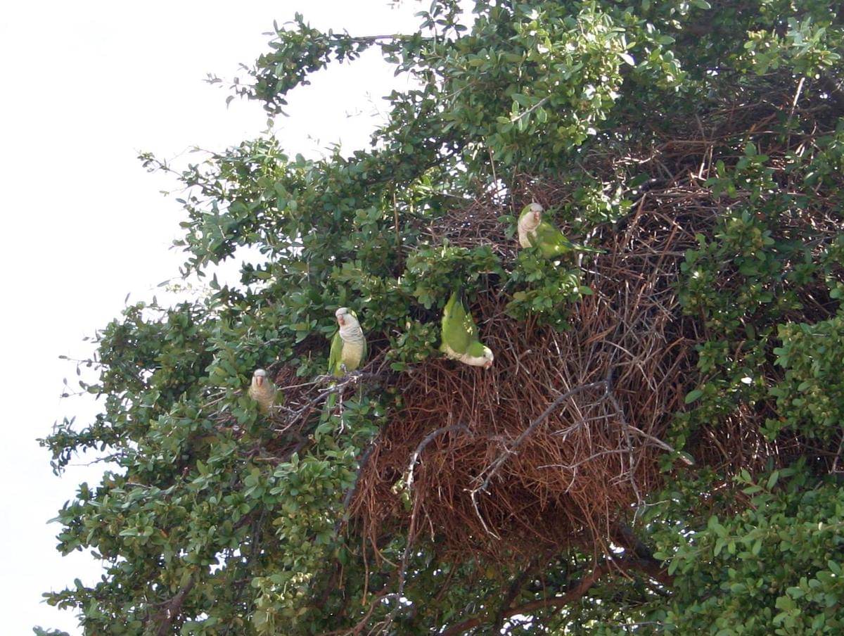 Potret Quaker parrot membuat sarang