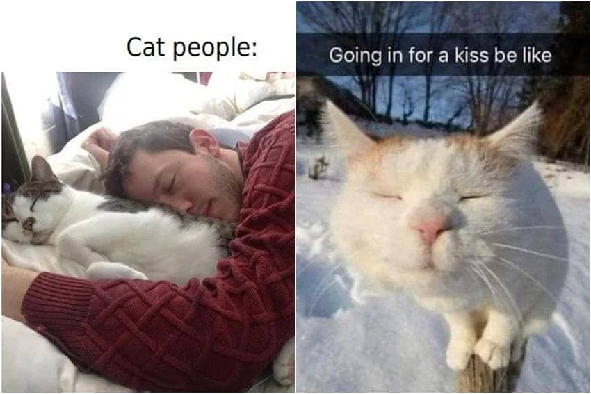 kolase meme kucing tentang salju