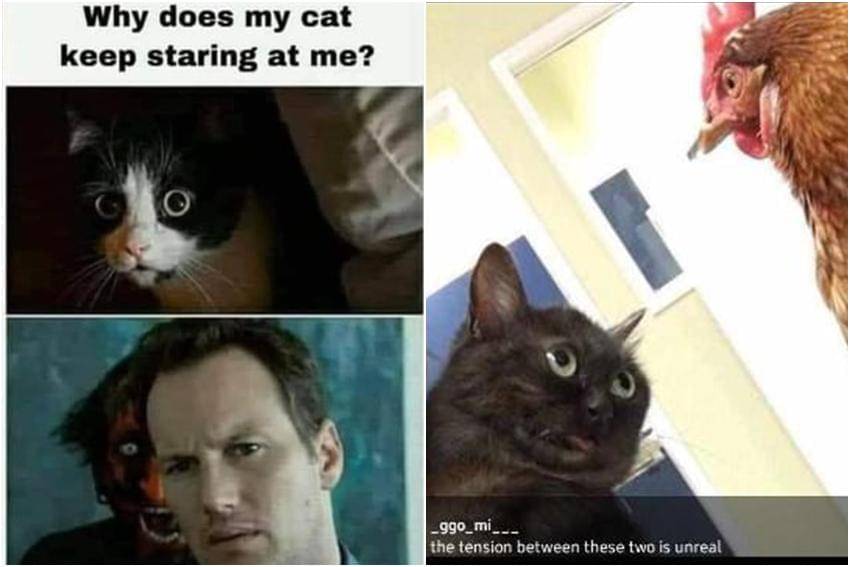 kolase meme kocak ditatap kucing