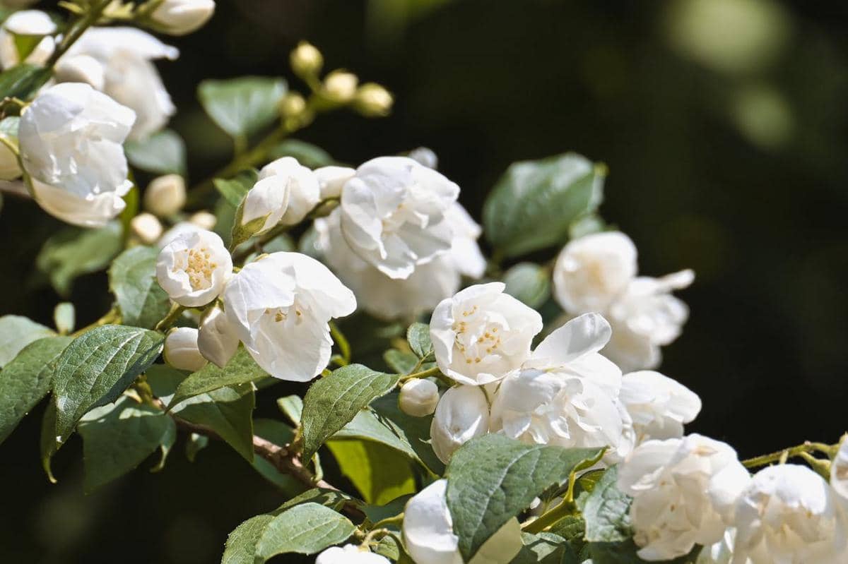 Ilustrasi bunga melati 