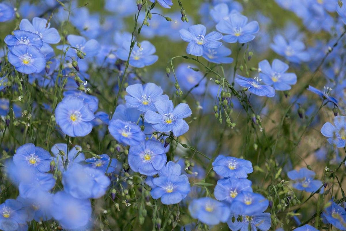 Ilustrasi bunga forget me not