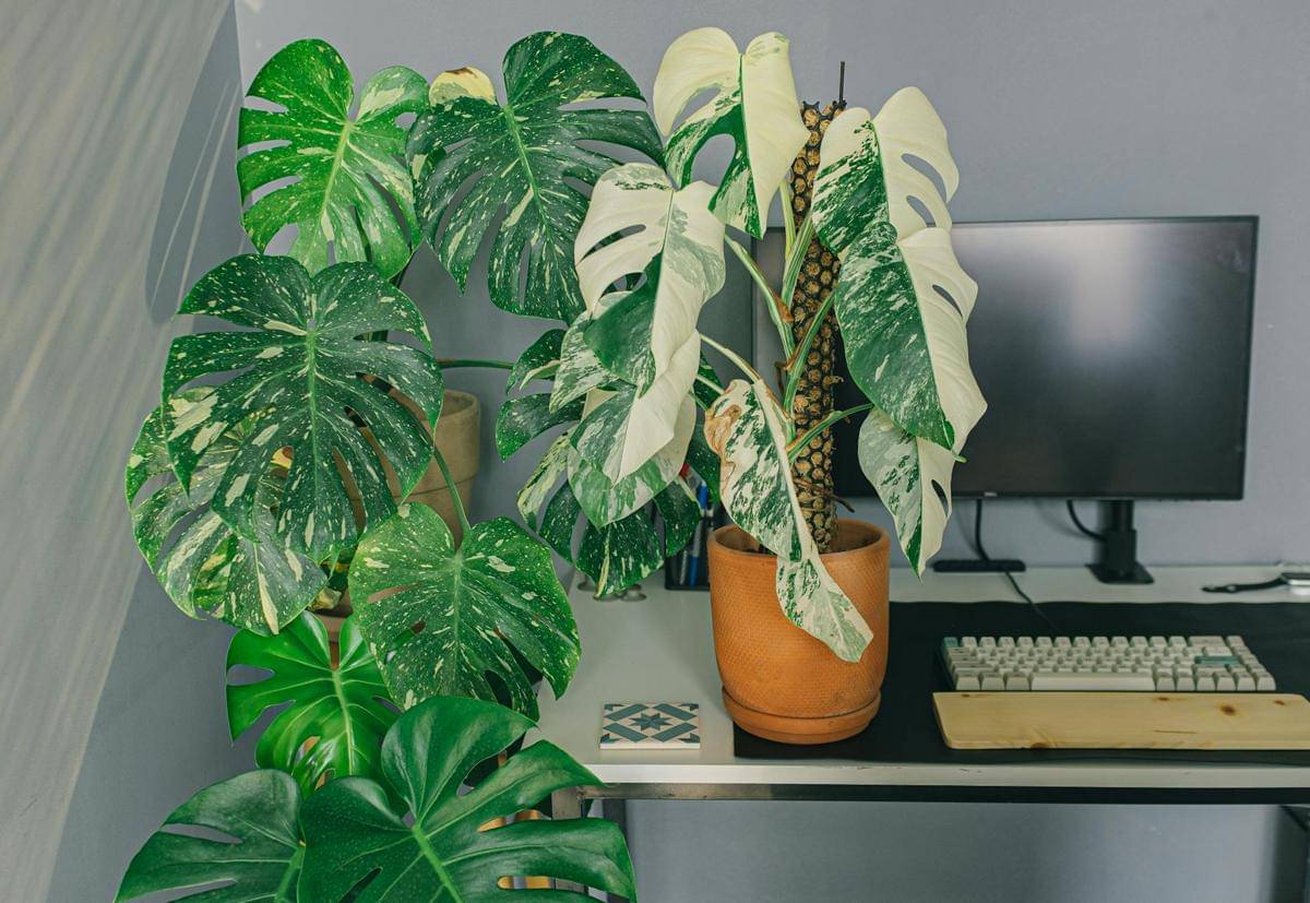 ilustrasi monstera deliciosa variegata