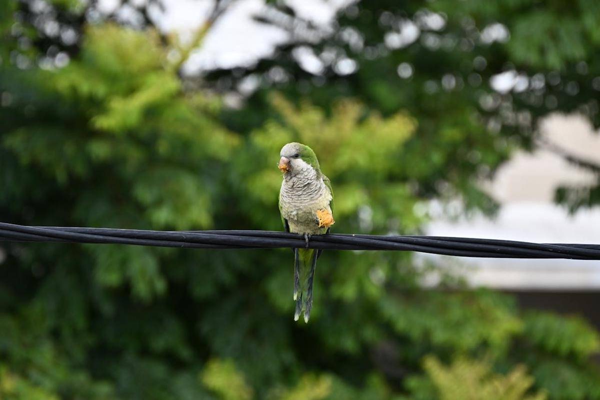 Potret Quaker parrot di atas kabel listrik