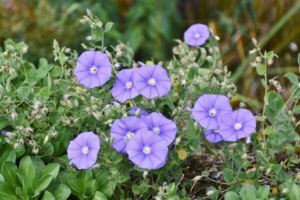 Ilustrasi bunga morning glory