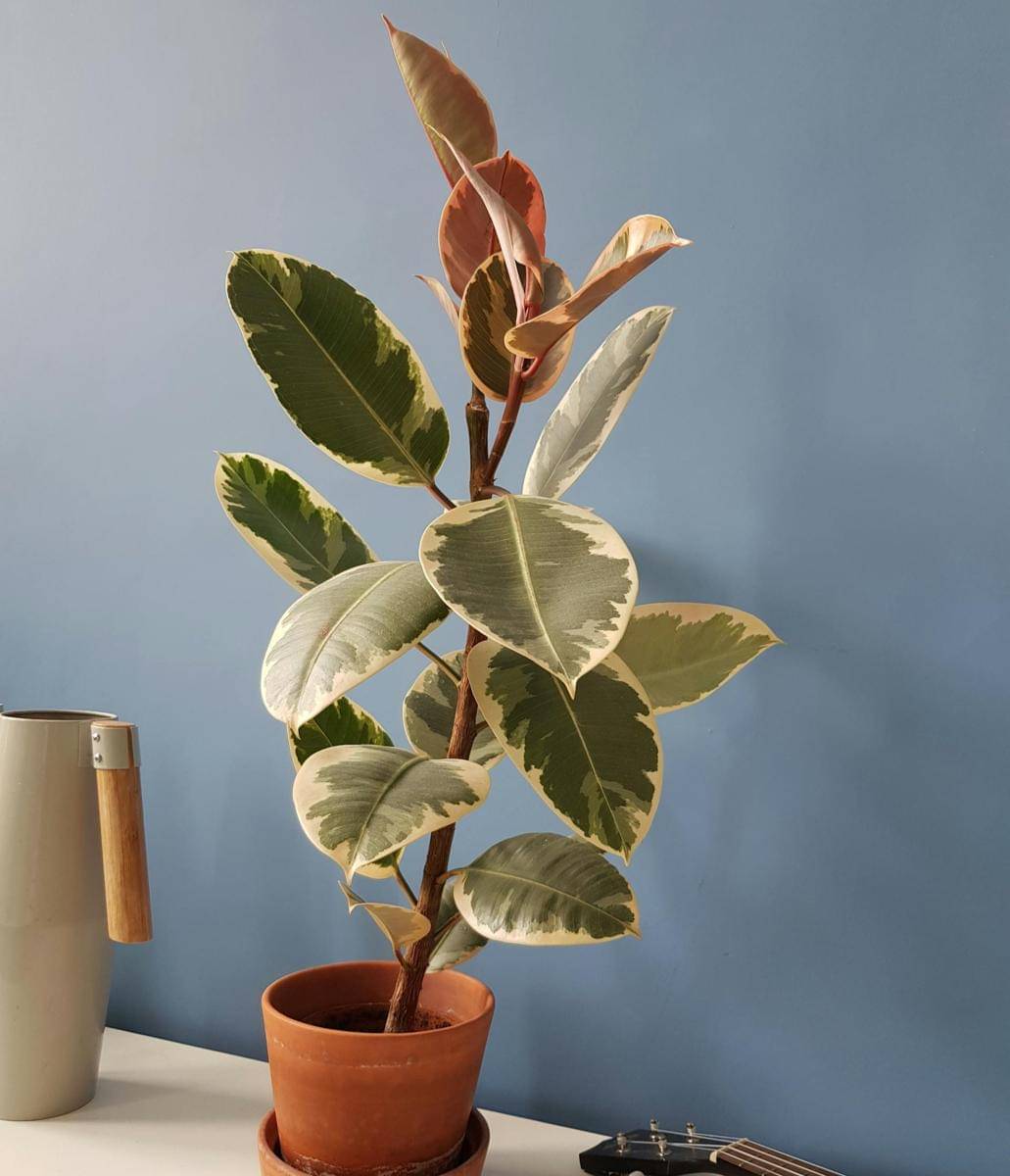 Tanaman ficus elastica ‘tineke’