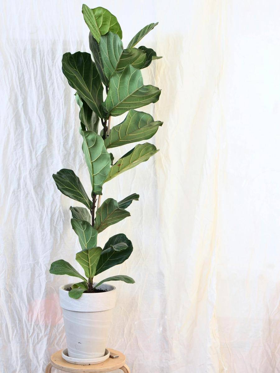 fiddle leaf fig