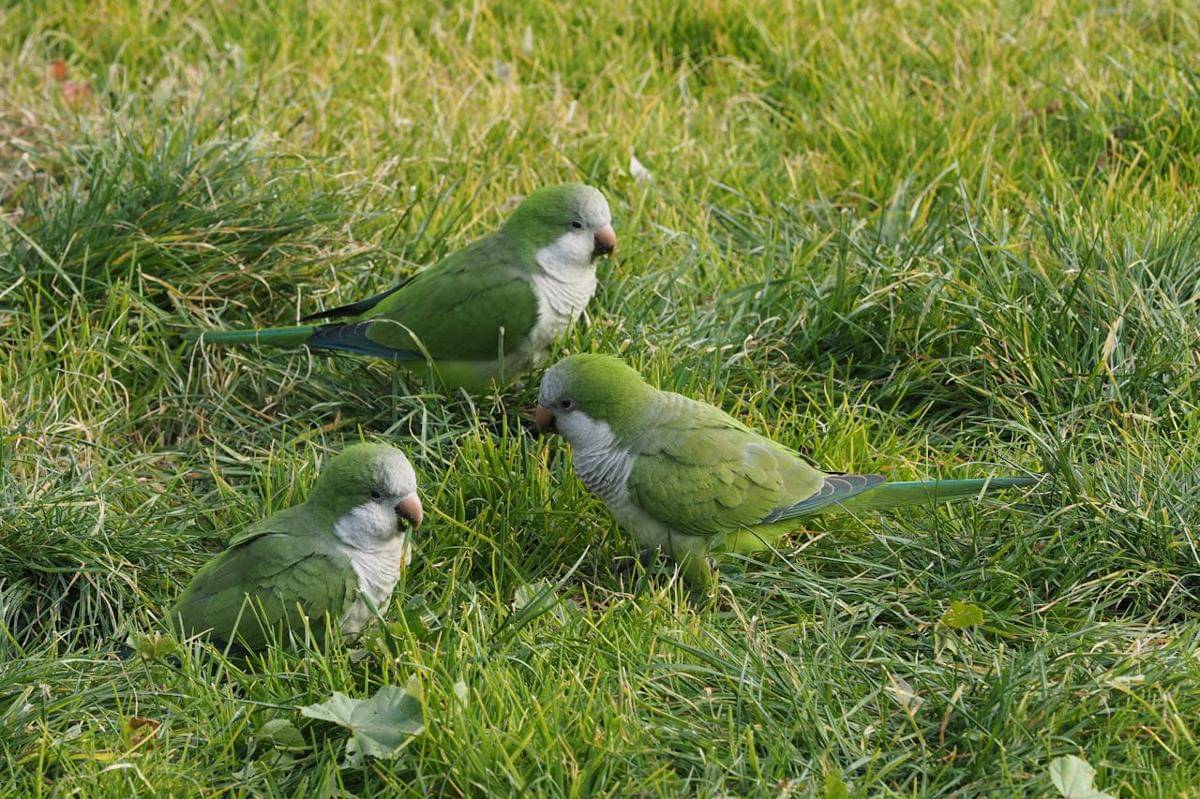 Potret Quaker parrot