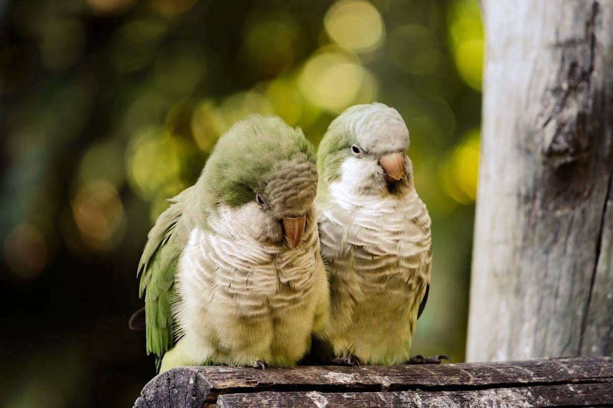 Potret dua ekor Quaker parrot