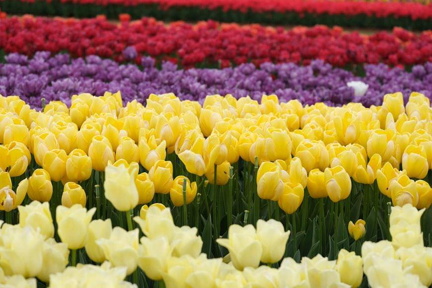 Ilustrasi bunga tulip