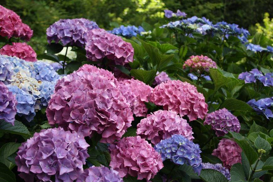 Ilustrasi bunga hydrangea