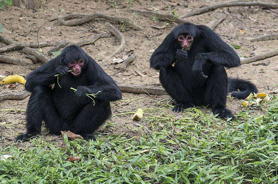 kelompok kecil monyet laba-laba muka merah sedang makan
