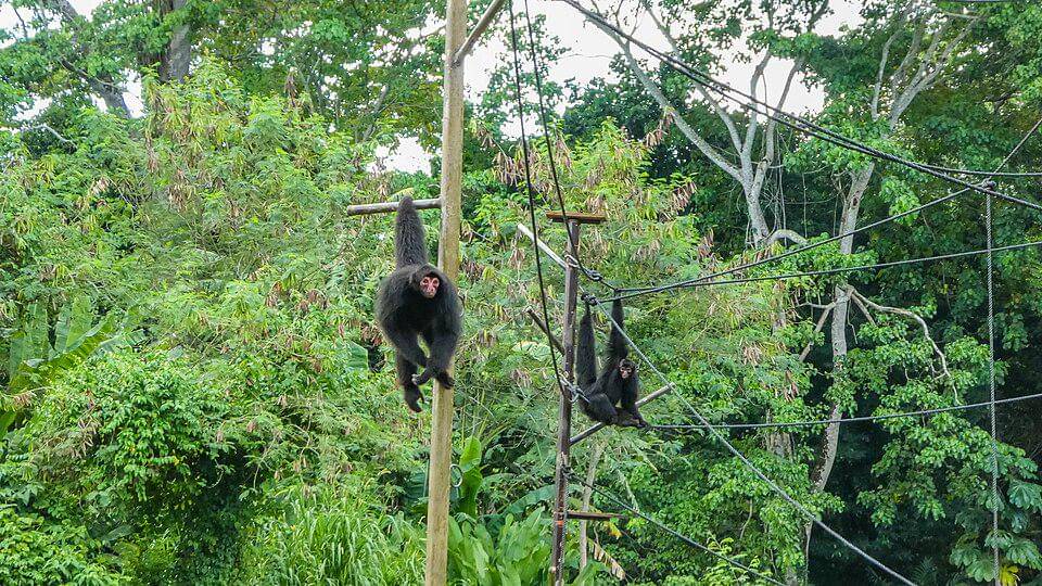 monyet laba-laba muka merah memamerkan kemampuan ekor