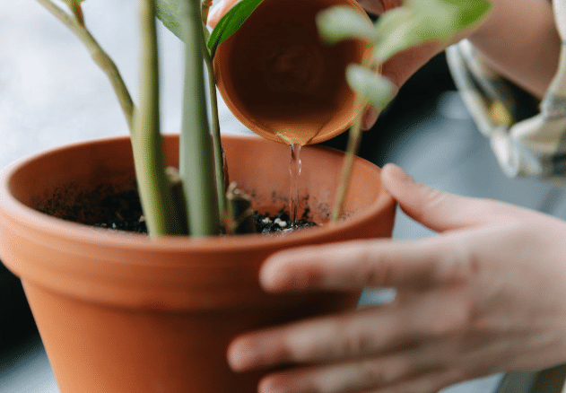 Ilustrasi Berkebun (Pexels.com/Thridman)