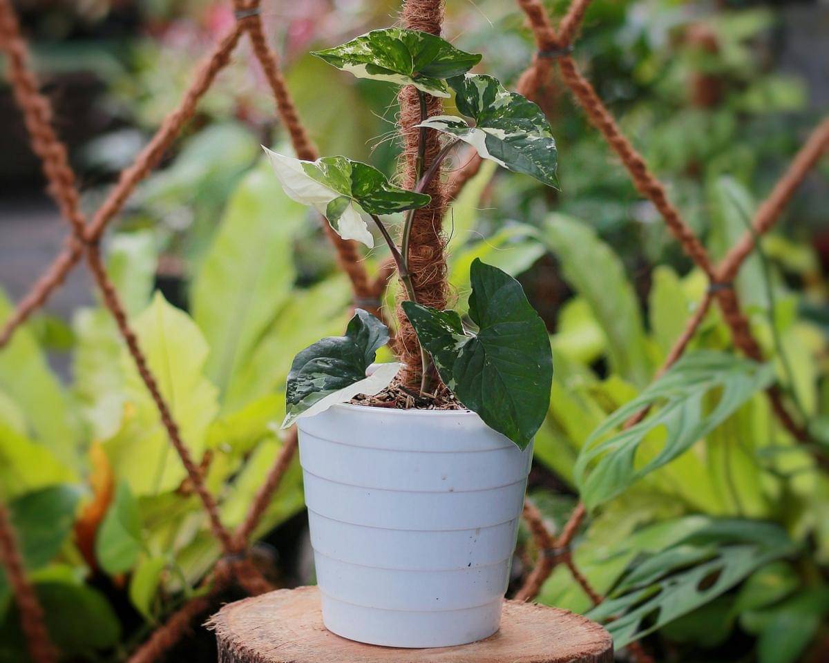 Syngonium podophyllum variegata