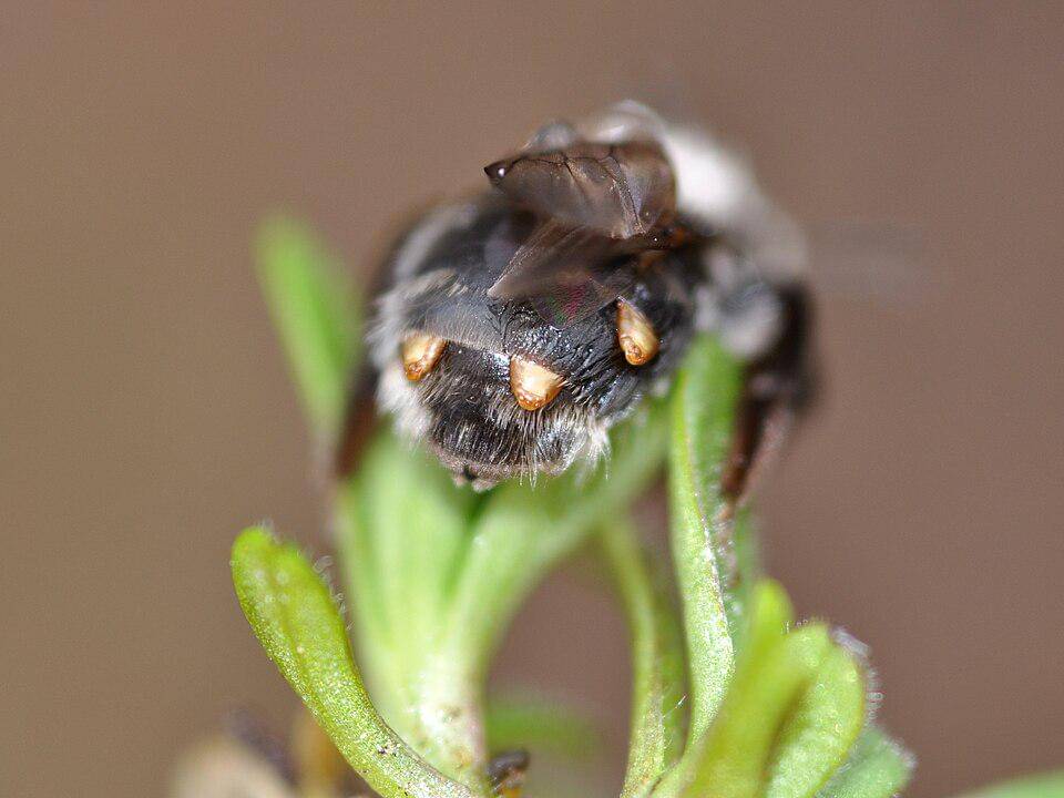 Female infested with three female Stylops melittae