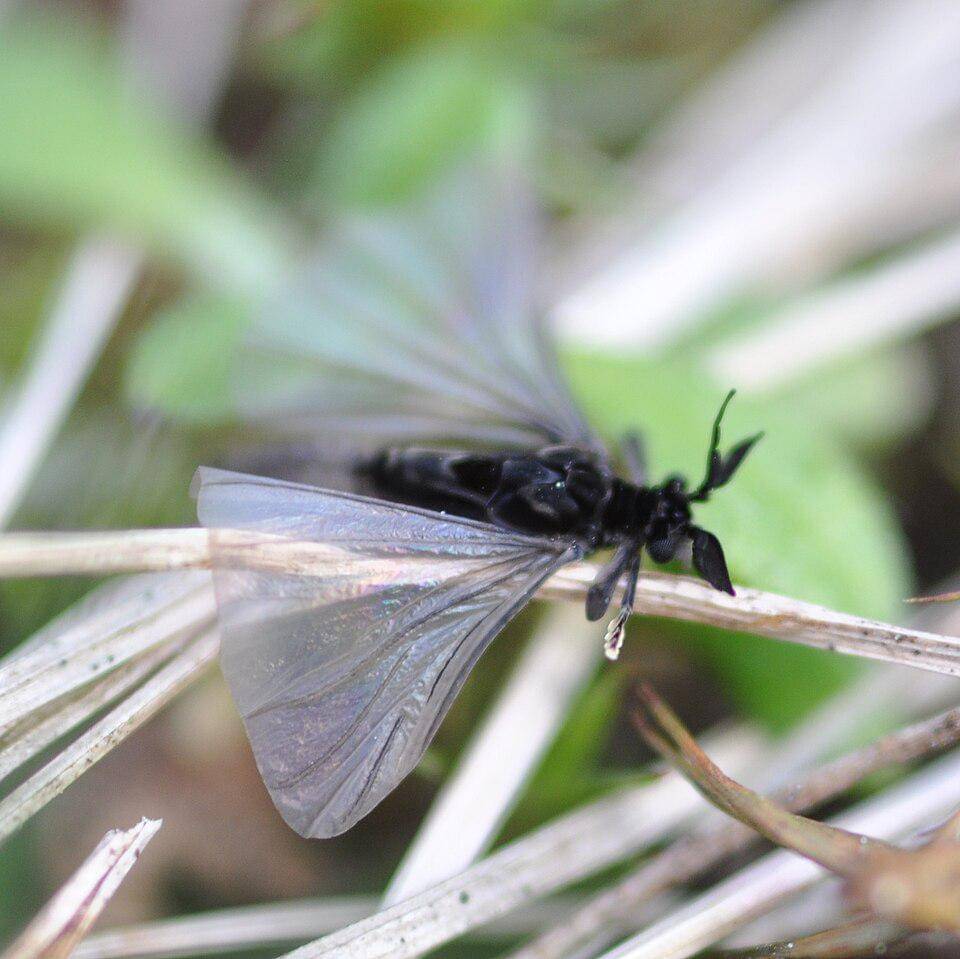 Twisted-winged parasite Stylops melittae male