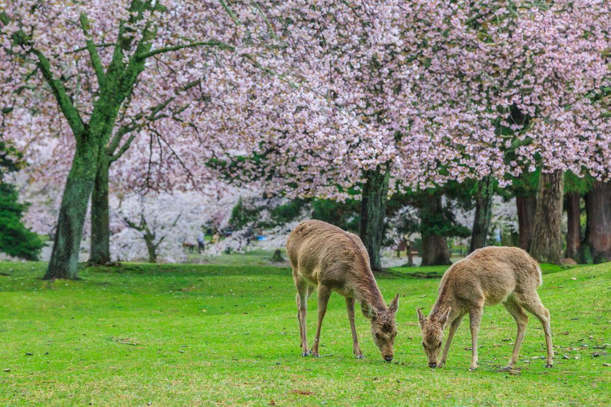 potret Nara, Jepang