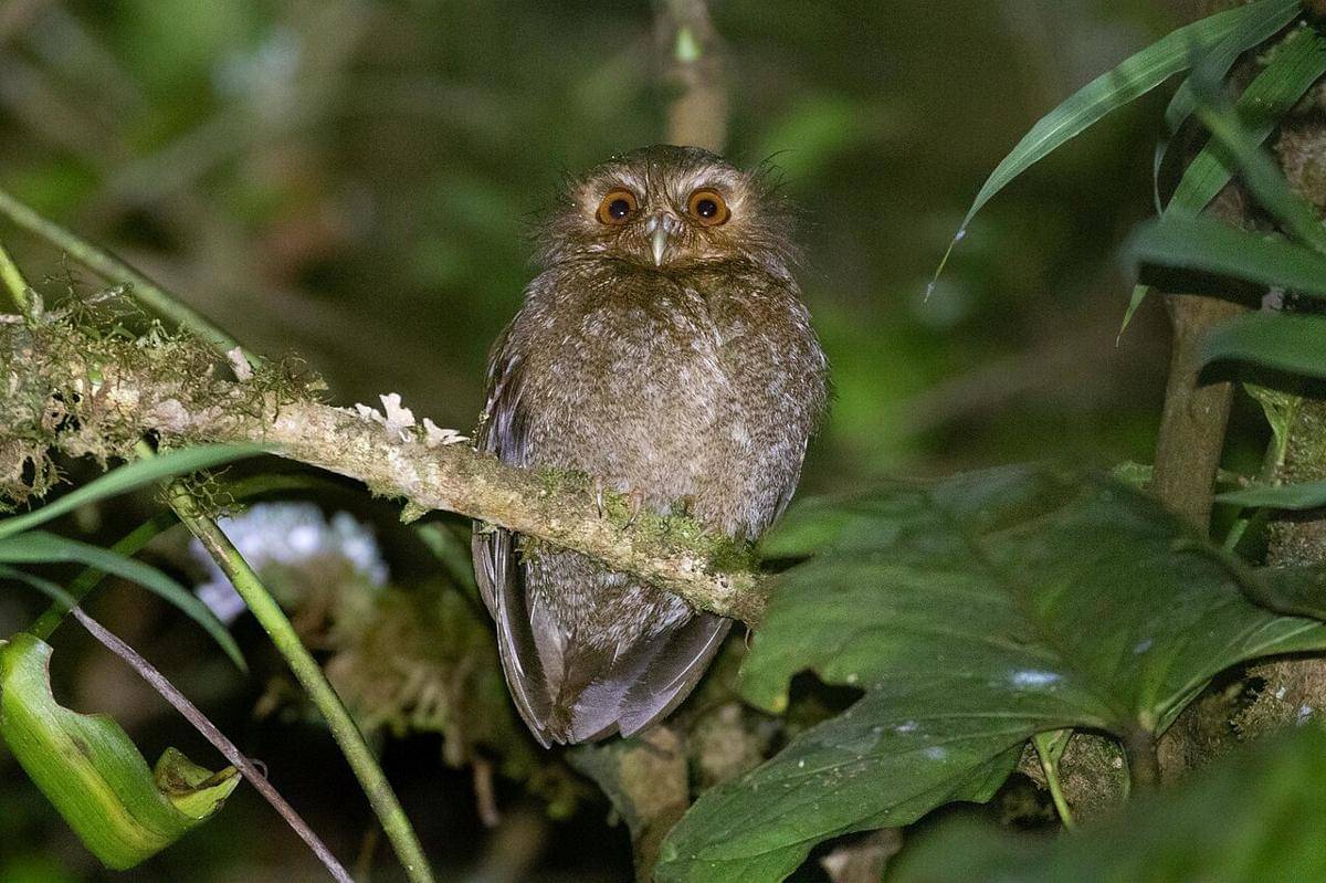 long-whiskered owlet