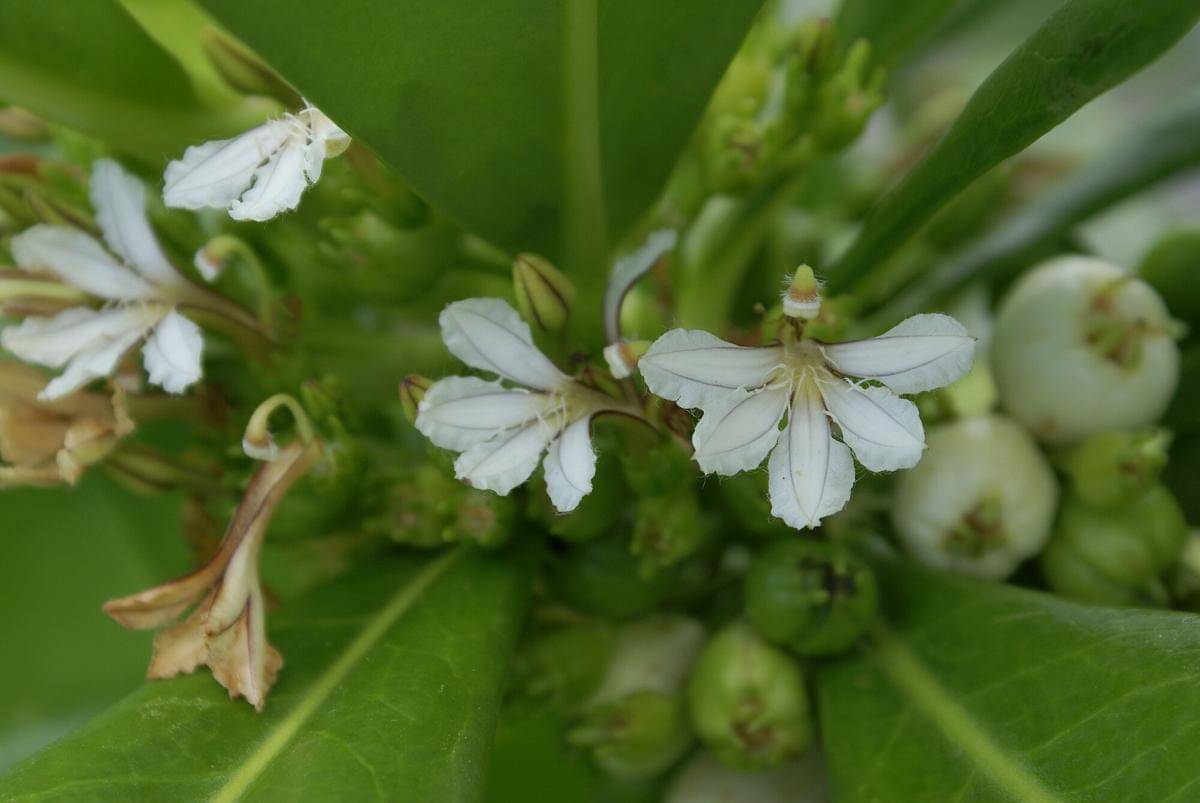 Scaevola