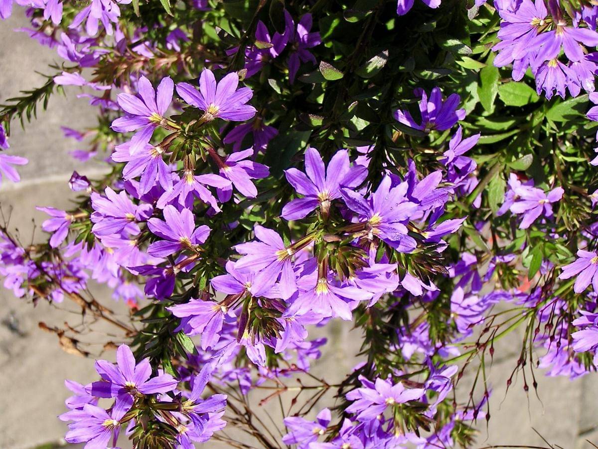 Scaevola