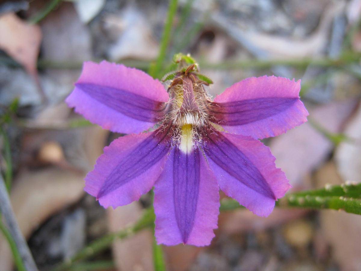 Scaevola