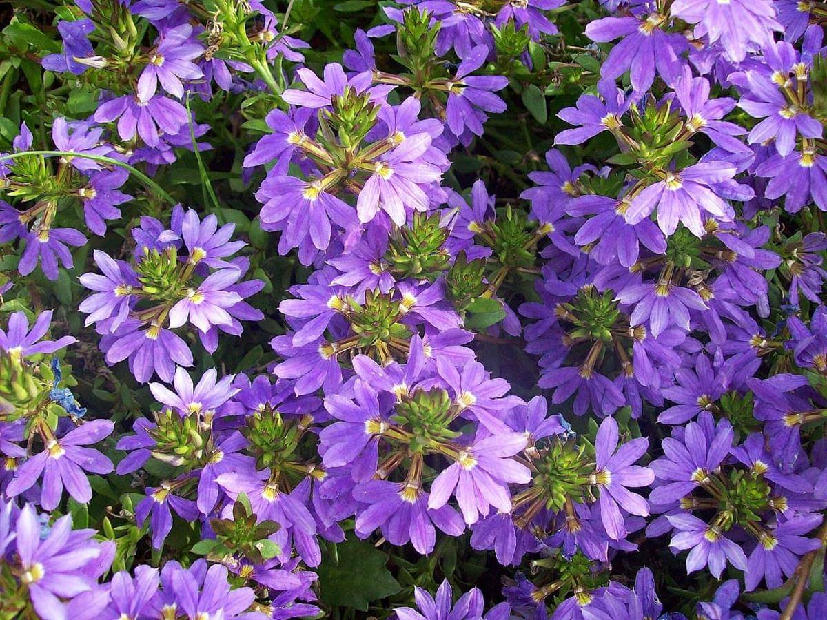 Scaevola